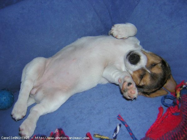 Photo de Jack russell terrier