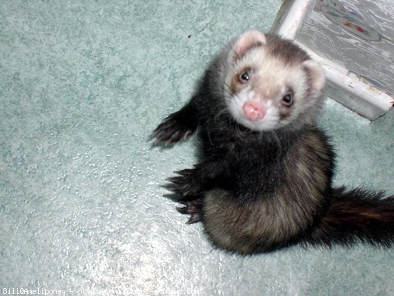 Photo de Furet