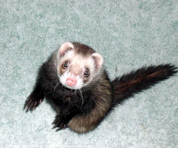 Photo de Furet