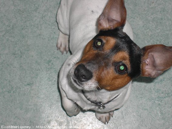 Photo de Jack russell terrier