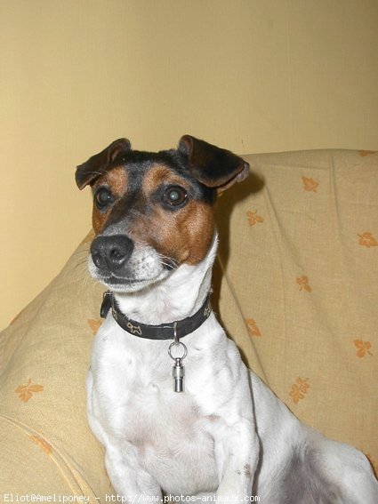 Photo de Jack russell terrier