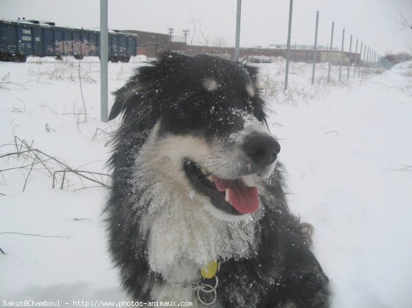 Photo de Border collie