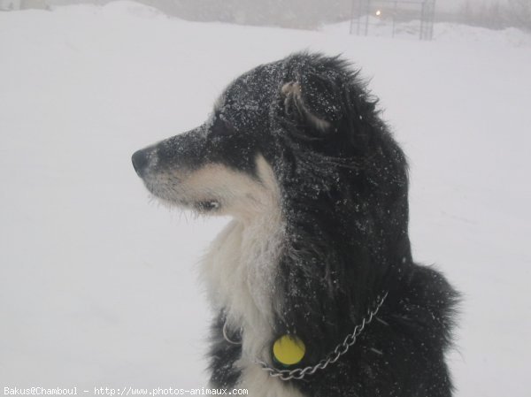 Photo de Border collie