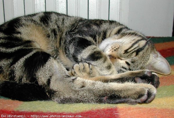 Photo de Chat domestique