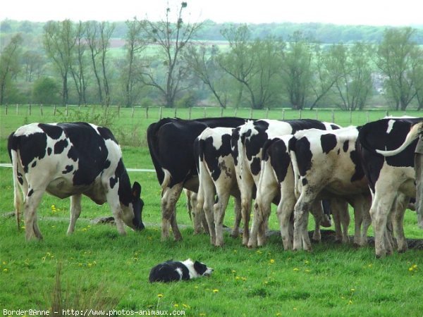 Photo de Border collie