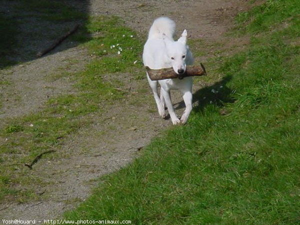 Photo de Races diffrentes