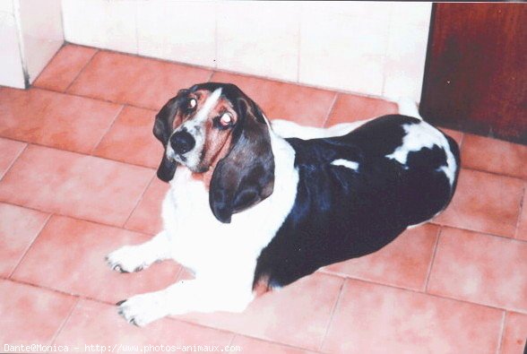 Photo de Basset hound