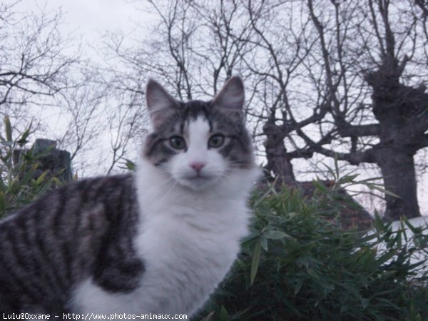 Photo de Chat domestique