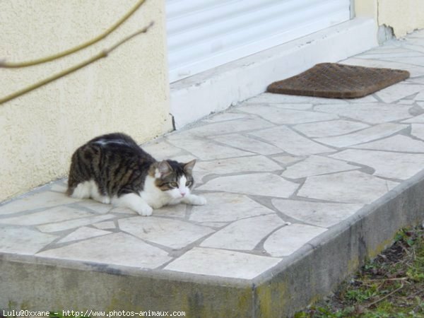 Photo de Chat domestique