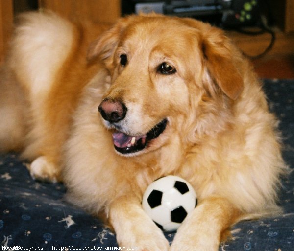 Photo de Golden retriever