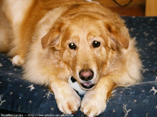 Photo de Golden retriever