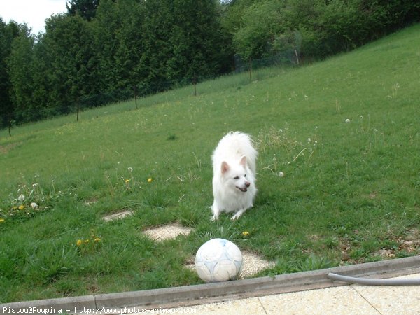 Photo de Spitz moyen