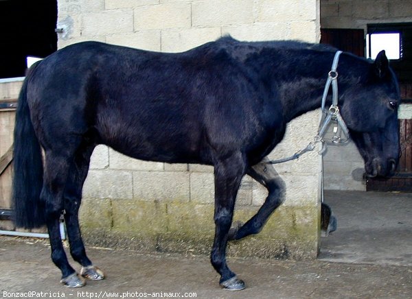 Photo de Trotteur franais