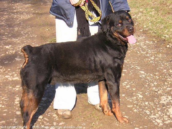 Photo de Rottweiler