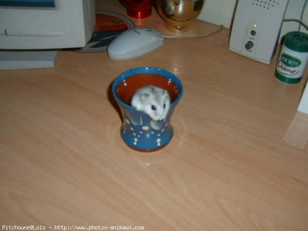 Photo de Hamster