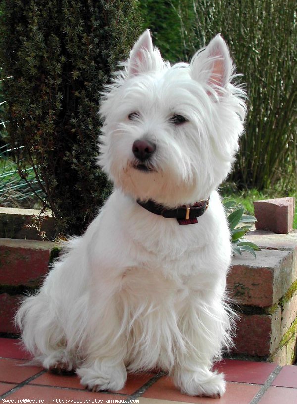 Photo de West highland white terrier