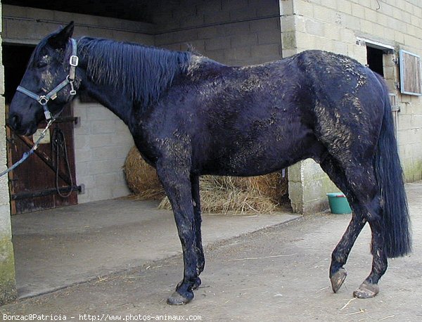 Photo de Trotteur franais