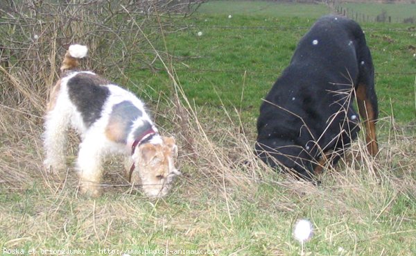 Photo de Rottweiler