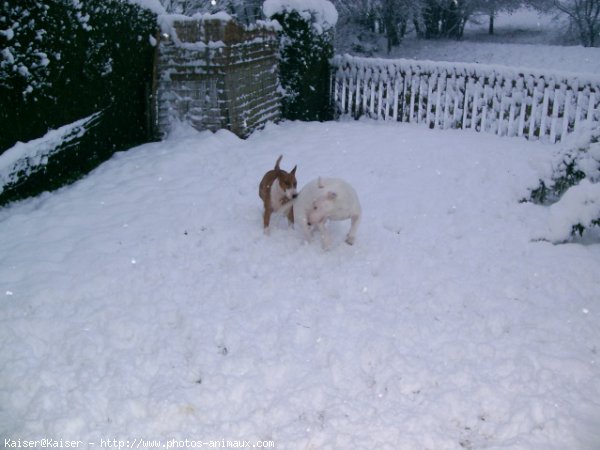 Photo de Bull terrier miniature