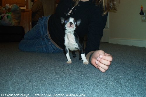 Photo de Boston terrier