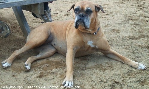 Photo de Boxer