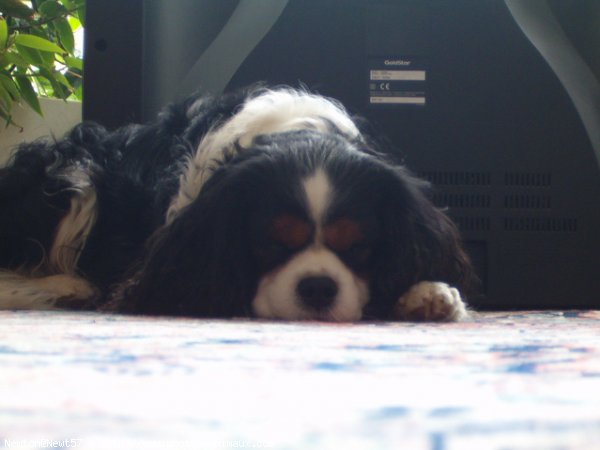 Photo de Cavalier king charles spaniel