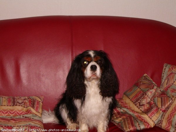 Photo de Cavalier king charles spaniel