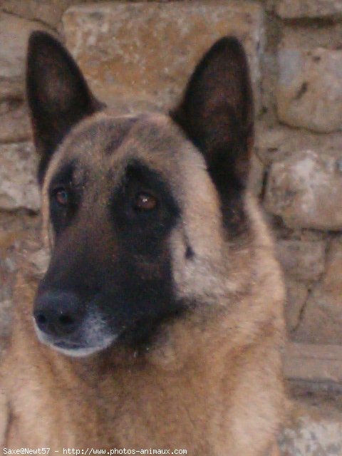 Photo de Berger belge malinois