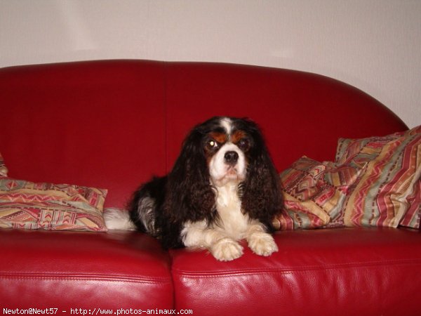 Photo de Cavalier king charles spaniel