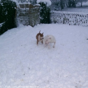 Photo de Bull terrier miniature