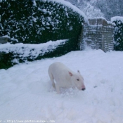 Photo de Bull terrier miniature