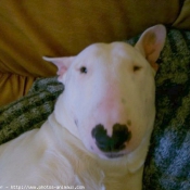 Photo de Bull terrier miniature