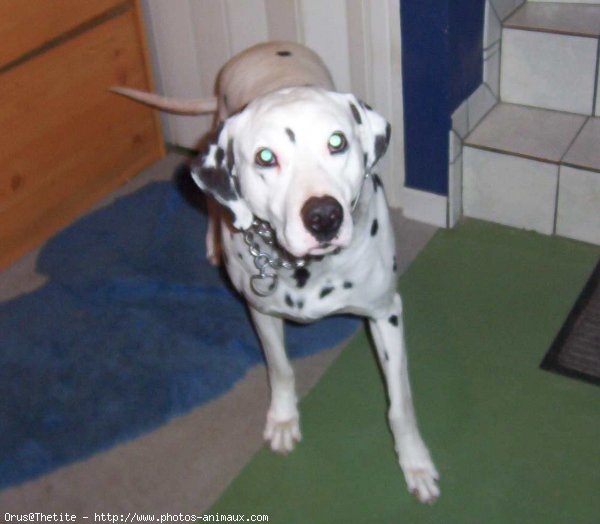 Photo de Dalmatien