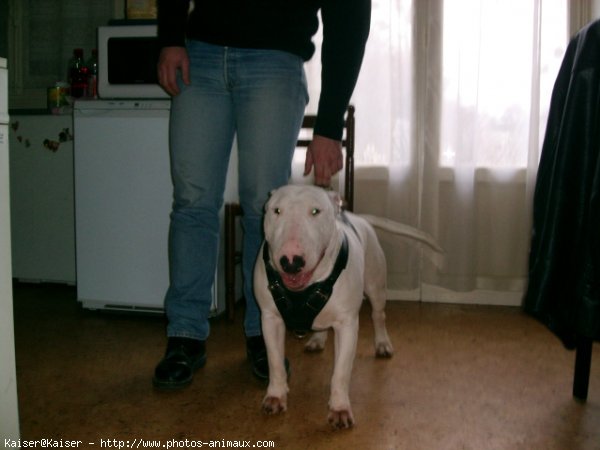 Photo de Bull terrier miniature