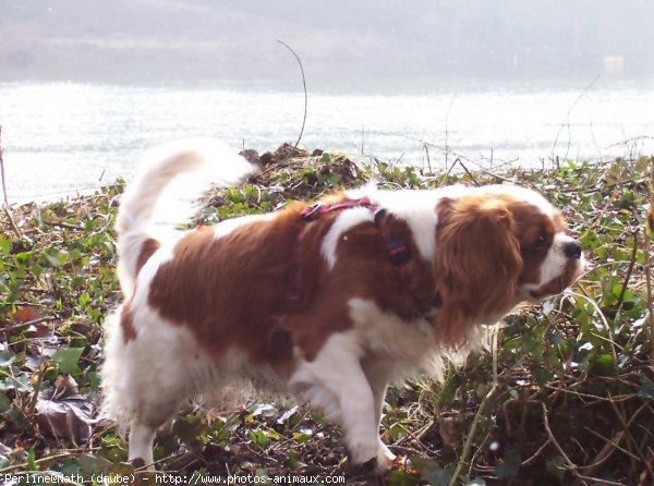 Photo de Cavalier king charles spaniel