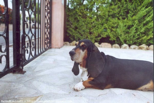 Photo de Basset hound