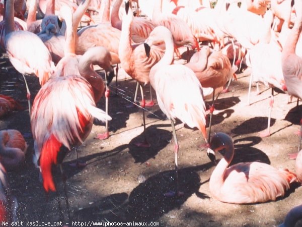 Photo de Flamand rose