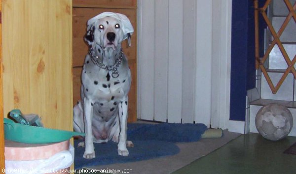 Photo de Dalmatien