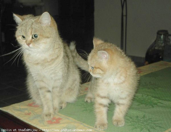 Photo de British shorthair