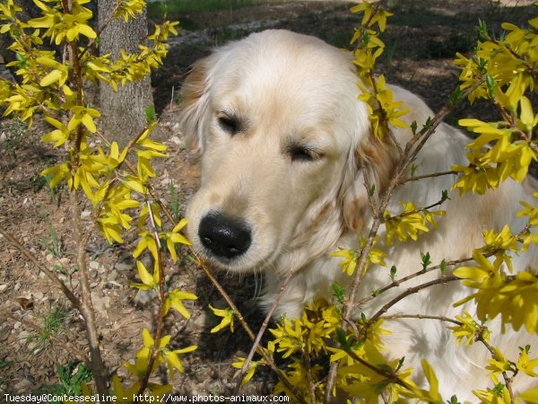 Photo de Golden retriever