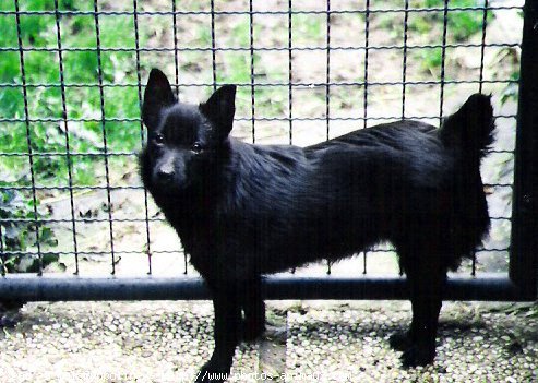 Photo de Schipperke