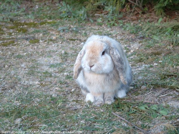 Photo de Lapin