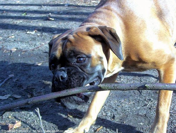 Photo de Boxer