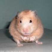 Photo de Hamster