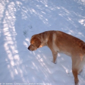 Photo de Labrador retriever