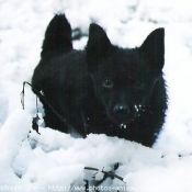 Photo de Schipperke