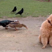 Photo de Caniche moyen