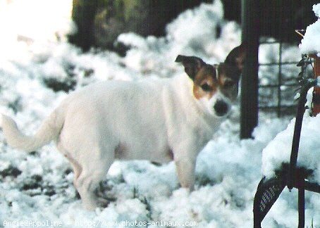 Photo de Jack russell terrier