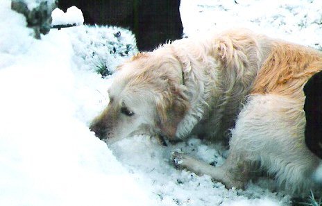 Photo de Golden retriever