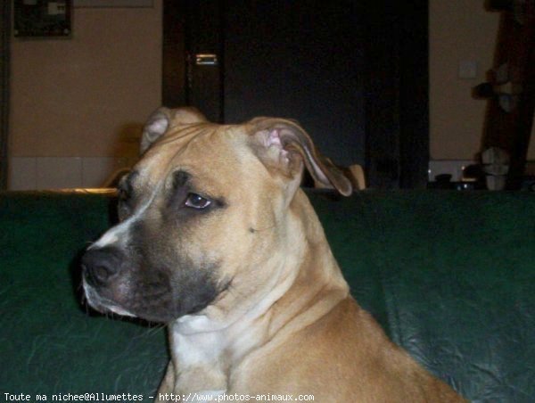 Photo d'American staffordshire terrier